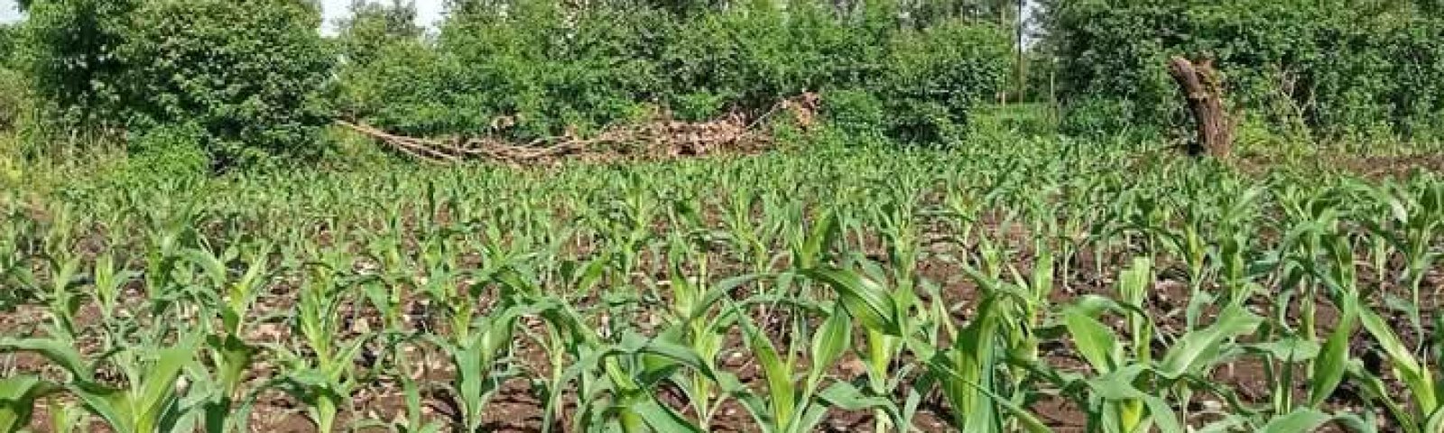 WhatsApp Image 2025-12-13 at 14.09.31 (2)